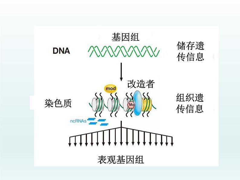 3.5 生物体存在表观遗传现象 课件2020-2021学年浙科版(2019)高一生物必修二06