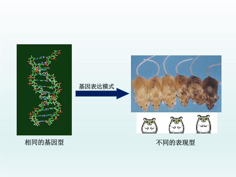 3.5 生物体存在表观遗传现象 课件2020-2021学年浙科版(2019)高一生物必修二07