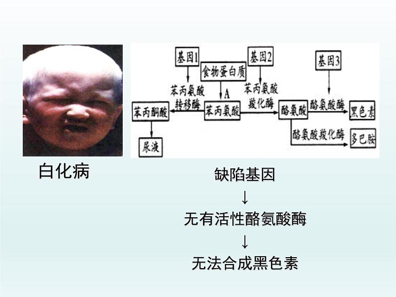 3.4 基因控制蛋白质合成 课件2020-2021学年浙科版(2019)高一生物必修二第4页
