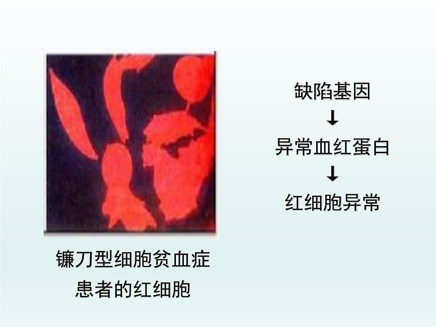 3.4 基因控制蛋白質(zhì)合成 課件2020-2021學(xué)年浙科版（2019）高一生物必修二第5頁