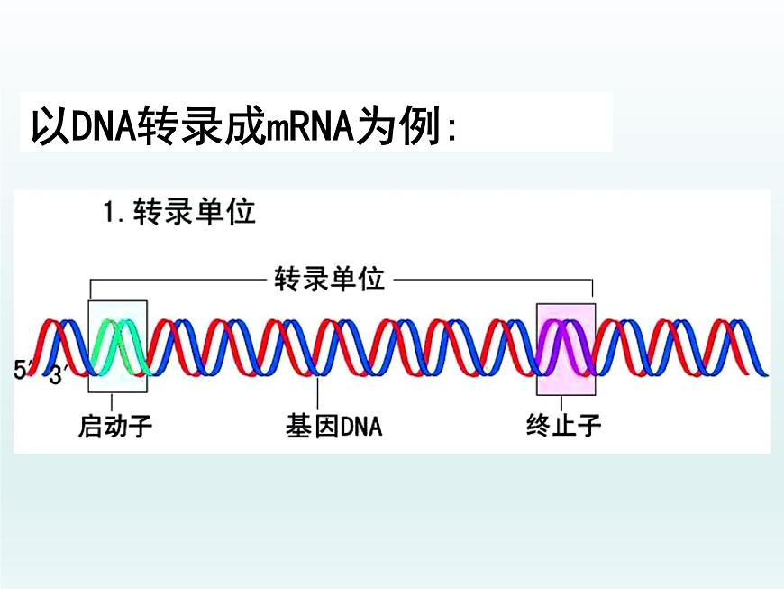 3.4 基因控制蛋白質(zhì)合成 課件2020-2021學(xué)年浙科版（2019）高一生物必修二第8頁