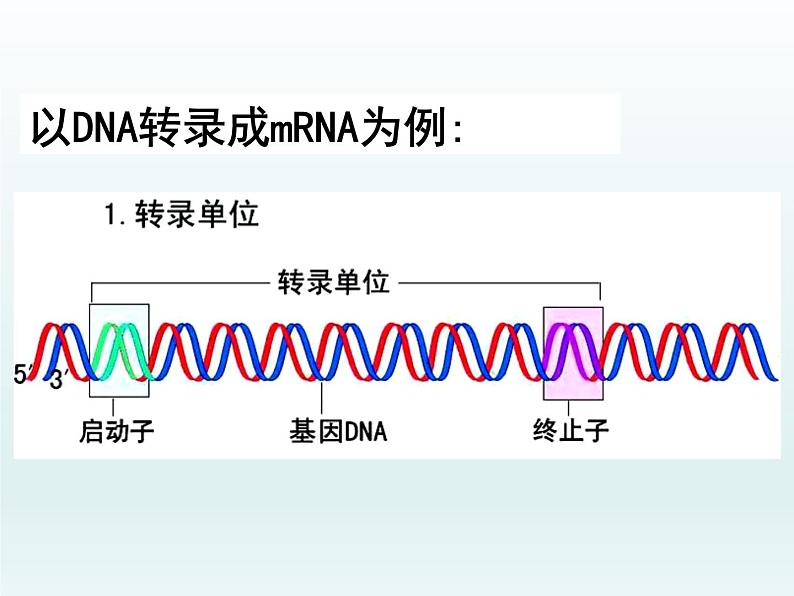 3.4 基因控制蛋白质合成 课件2020-2021学年浙科版(2019)高一生物必修二第8页