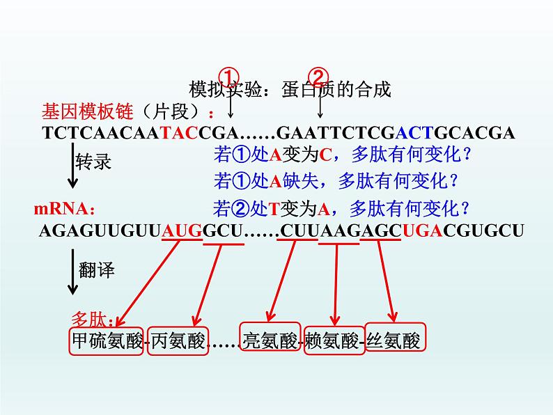 4.1 基因突变可能引起性状改变 课件2020-2021学年浙科版(2019)高一生物必修二第3页
