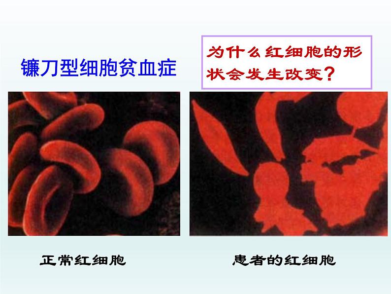 4.1 基因突变可能引起性状改变 课件2020-2021学年浙科版(2019)高一生物必修二第4页