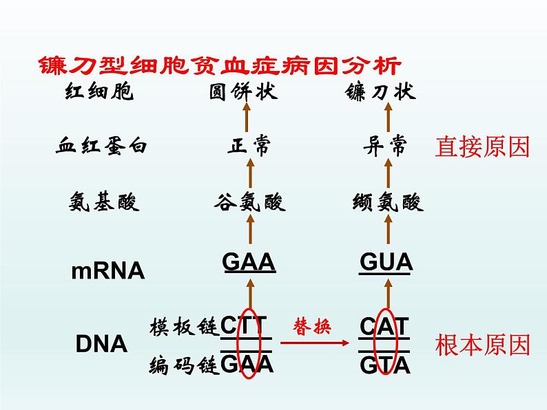 4.1 基因突变可能引起性状改变 课件2020-2021学年浙科版(2019)高一生物必修二第6页