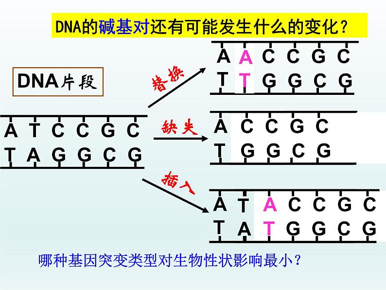 4.1 基因突变可能引起性状改变 课件2020-2021学年浙科版(2019)高一生物必修二第8页