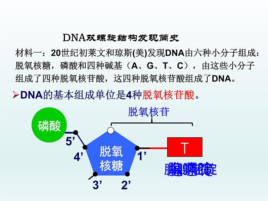 3.2 遺傳信息編碼在DNA分子上 課件2020-2021學(xué)年浙科版（2019）高一生物必修二第3頁