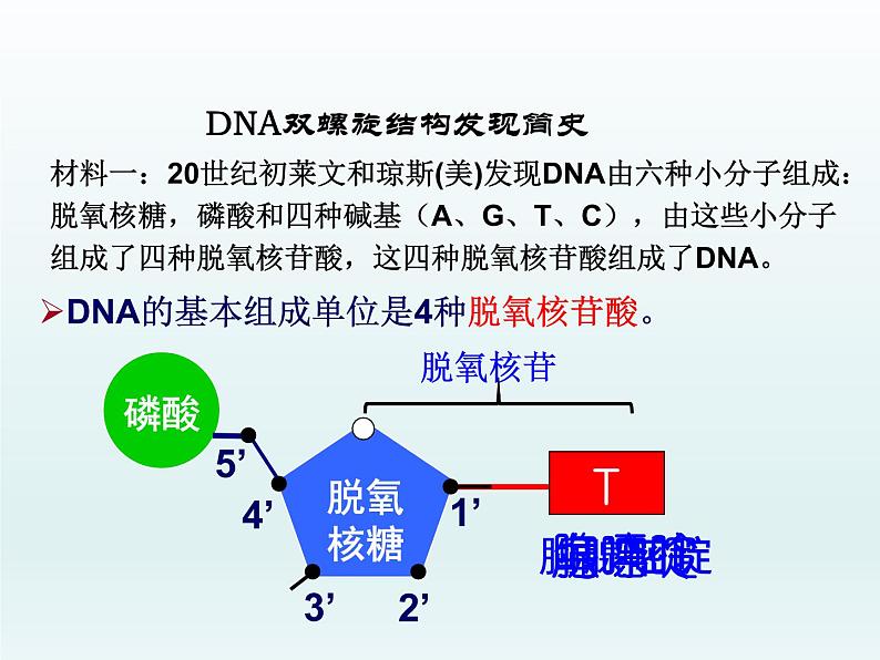 3.2 遗传信息编码在DNA分子上 课件2020-2021学年浙科版(2019)高一生物必修二03