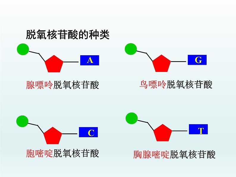 3.2 遗传信息编码在DNA分子上 课件2020-2021学年浙科版(2019)高一生物必修二05