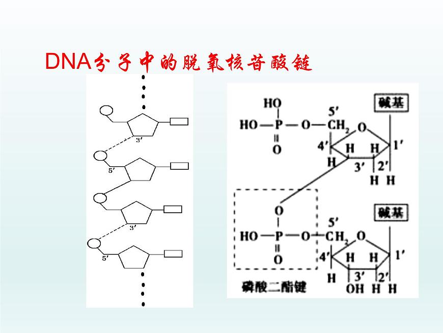 3.2 遺傳信息編碼在DNA分子上 課件2020-2021學(xué)年浙科版（2019）高一生物必修二第6頁