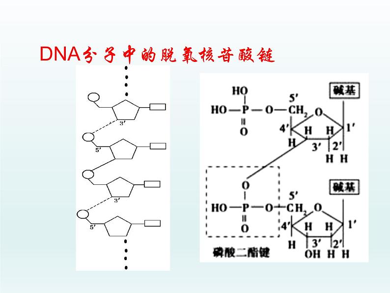 3.2 遗传信息编码在DNA分子上 课件2020-2021学年浙科版(2019)高一生物必修二06
