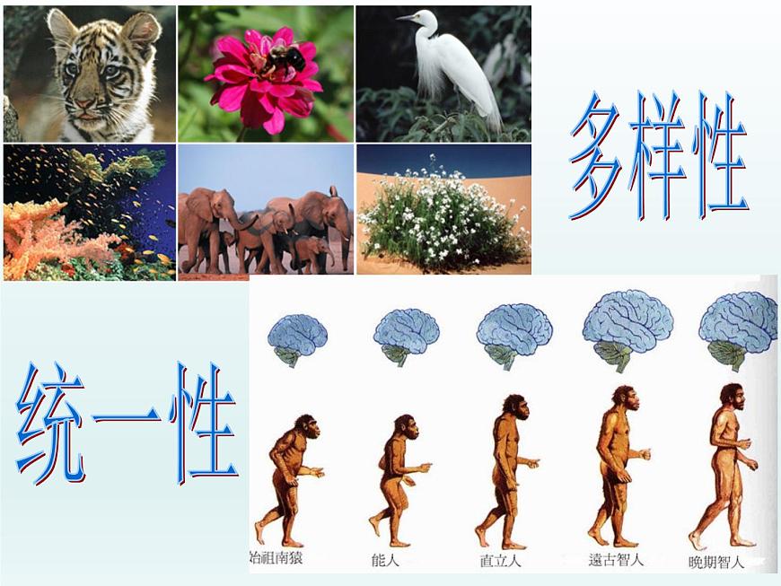 5.1 豐富多樣的現(xiàn)存物種來自共同祖先 課件2020-2021學(xué)年浙科版（2019）高一生物必修二第5頁(yè)