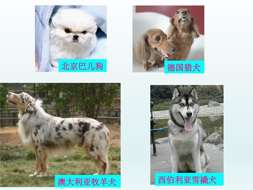 5.1 豐富多樣的現(xiàn)存物種來自共同祖先 課件2020-2021學(xué)年浙科版（2019）高一生物必修二第6頁(yè)