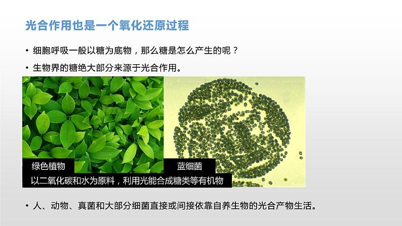 3.5 光合作用将光能转化为化学能(1)光合作用的概念及光合色素的提取与分离 课件浙科版(2019)高中生物必修一02