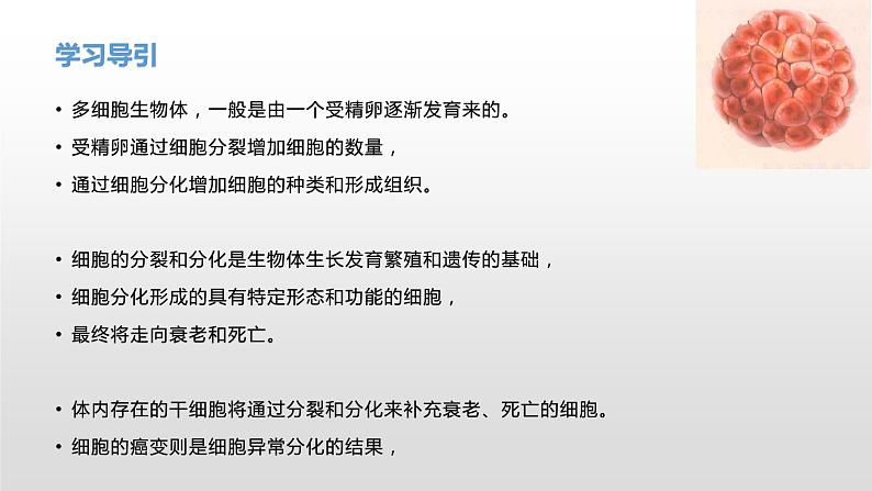 4.1 细胞通过分裂增殖(1) 课件浙科版(2019)高中生物必修一02