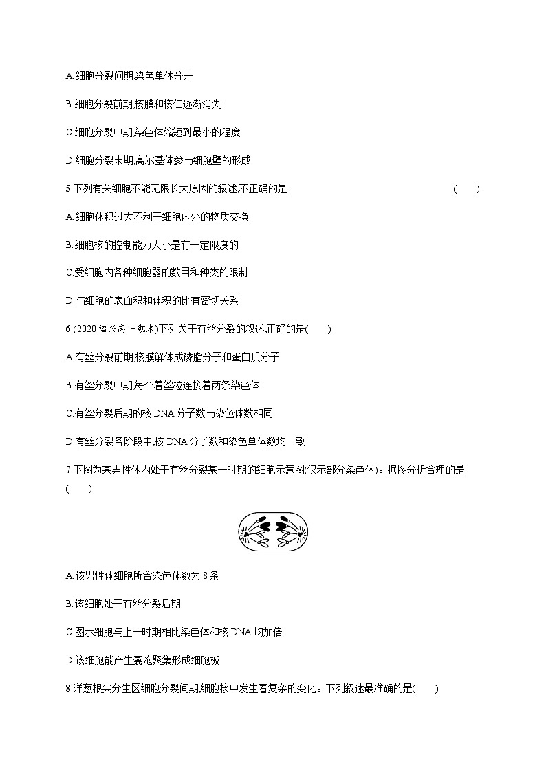 4.1 第1课时 细胞周期及有丝分裂过程中染色体的行为变化-练习浙科版(2019)高中生物必修一02