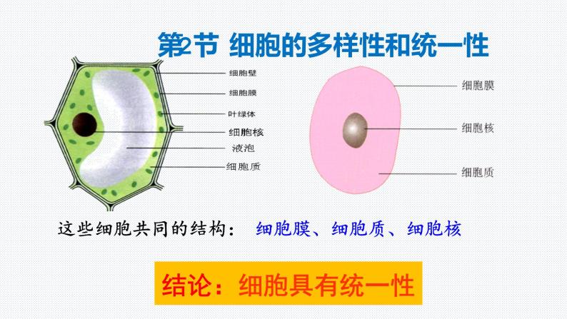 1.2 细胞的多样性和统一性 课件【新教材】人教版（2019）高中生物必修一 (共21张PPT)04