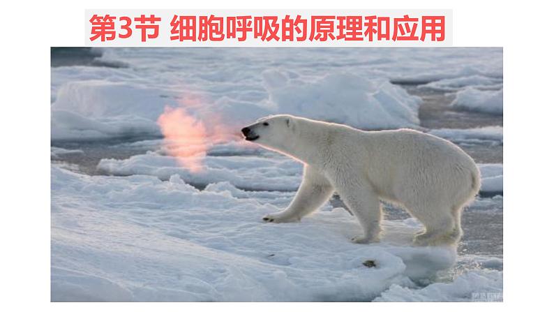5.3 细胞呼吸的原理和应用 (2)课件【新教材】人教版(2019)高中生物必修一第1页