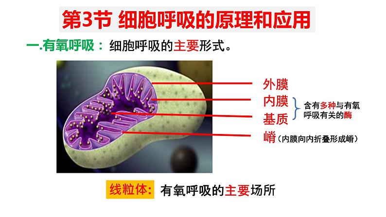 5.3 细胞呼吸的原理和应用 (2)课件【新教材】人教版(2019)高中生物必修一第3页