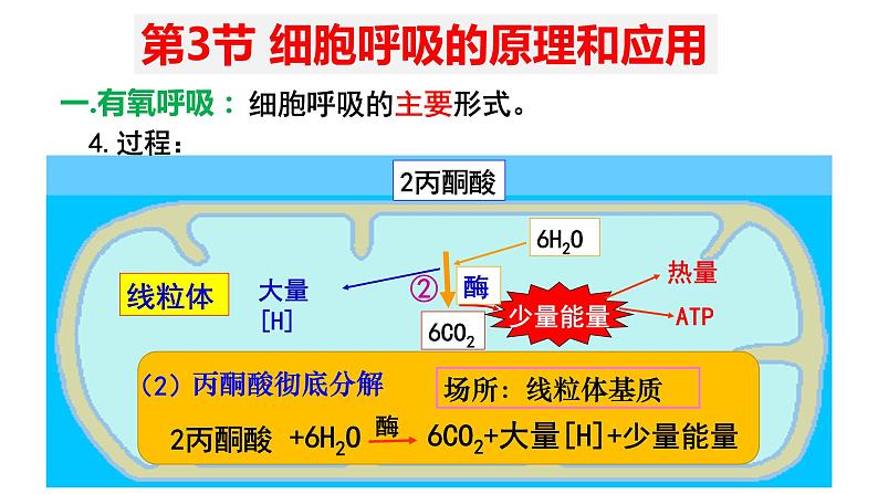 5.3 细胞呼吸的原理和应用 (2)课件【新教材】人教版(2019)高中生物必修一第6页