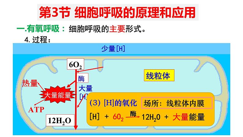 5.3 细胞呼吸的原理和应用 (2)课件【新教材】人教版(2019)高中生物必修一第7页