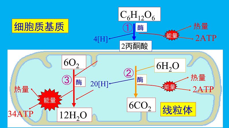 5.3 细胞呼吸的原理和应用 (2)课件【新教材】人教版(2019)高中生物必修一第8页