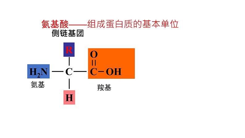 2.4 蛋白质是生命活动的主要承担者 课件【新教材】人教版(2019)高中生物必修一(共24张PPT)第8页
