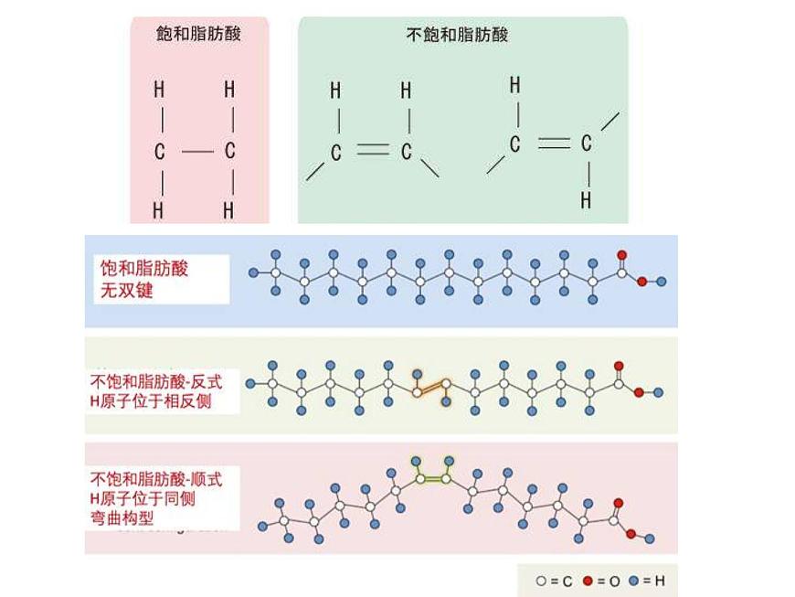 2.3 細(xì)胞中的糖類和脂質(zhì) 課件【新教材】人教版(2019)高中生物必修一(共26張PPT)第7頁