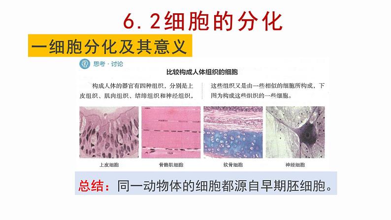 6.2 细胞的分化 课件【新教材】人教版(2019)高中生物必修一第2页