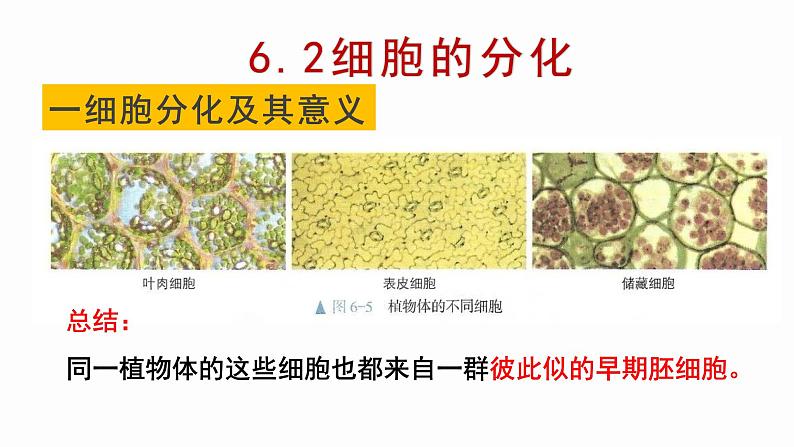6.2 细胞的分化 课件【新教材】人教版(2019)高中生物必修一第3页