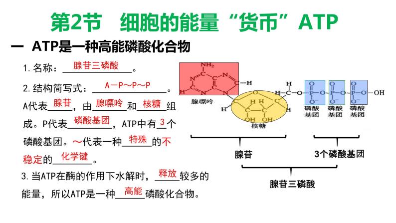 5.2细胞的能量货币 ATP 课件【新教材】人教版（2019）高中生物必修一04