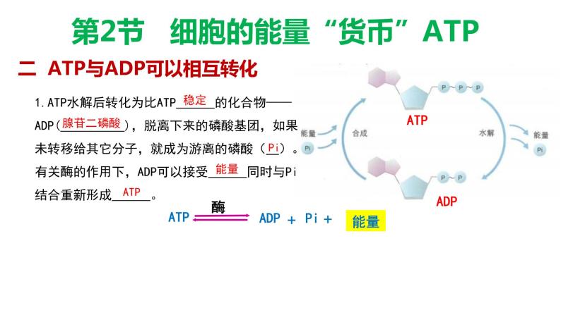 5.2细胞的能量货币 ATP 课件【新教材】人教版（2019）高中生物必修一05