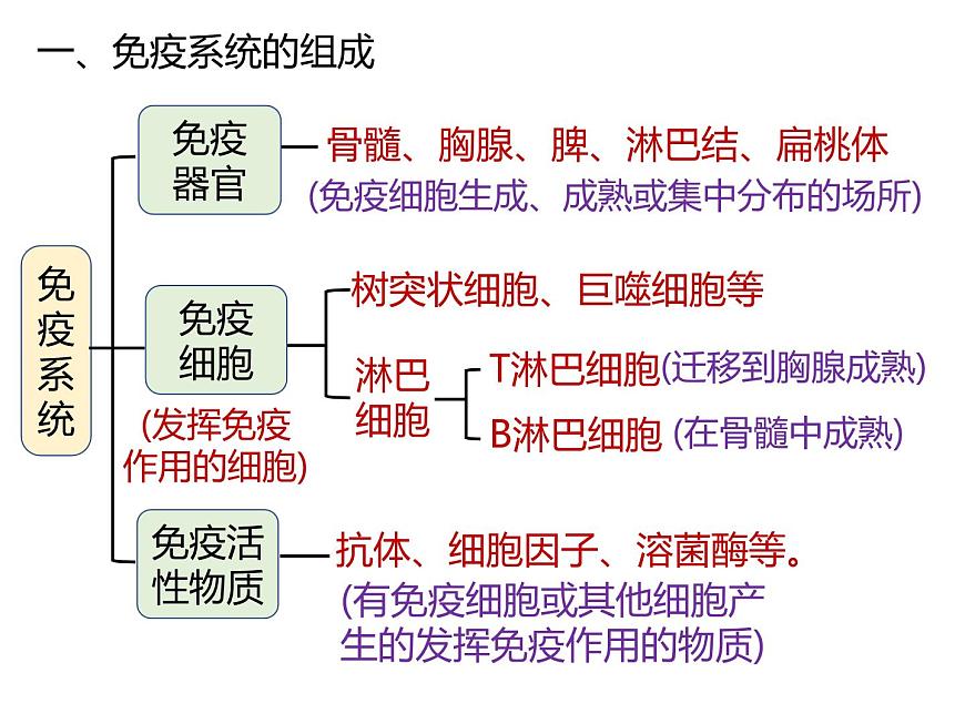 人教版(2019)高二生物選擇性必修1-4.1免疫系統(tǒng)的組成和功能課件PPT第5頁