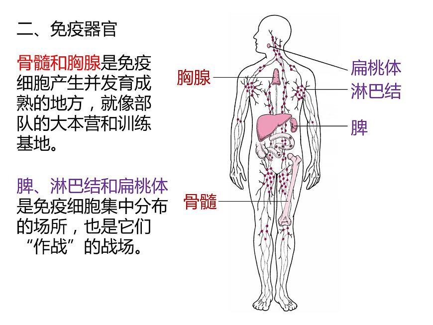 人教版(2019)高二生物選擇性必修1-4.1免疫系統(tǒng)的組成和功能課件PPT第7頁