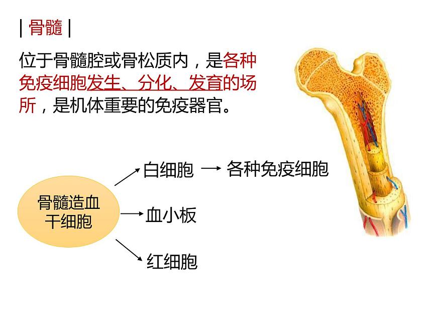 人教版(2019)高二生物選擇性必修1-4.1免疫系統(tǒng)的組成和功能課件PPT第8頁