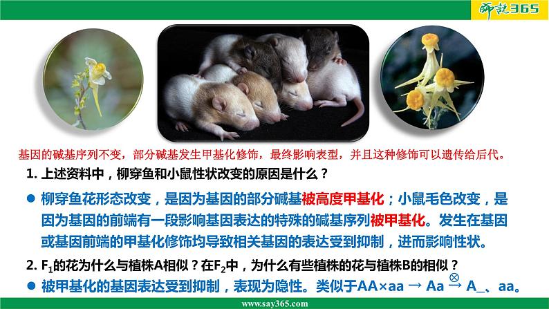 人教版(2019)高二生物必修2-4.2基因表达与性状的关系(第二课时)课件PPT第6页