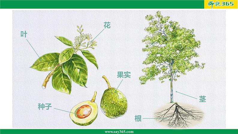人教版(2019)高二生物必修2-4.2基因表达与性状的关系(第一课时)课件PPT02