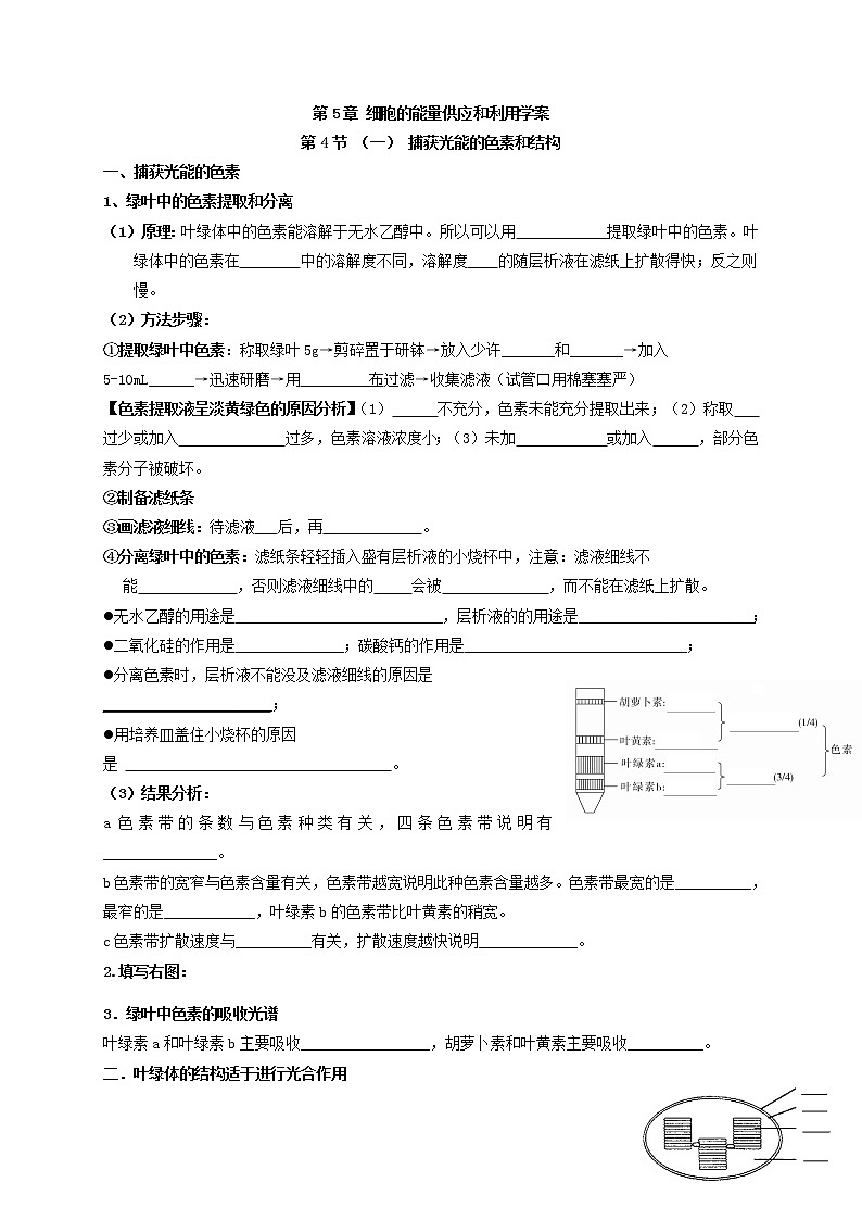 5.4.1 光合作用与能量转化 捕获光能的色素和结构 学案【新教材】人教版(2019)高中生物必修一01