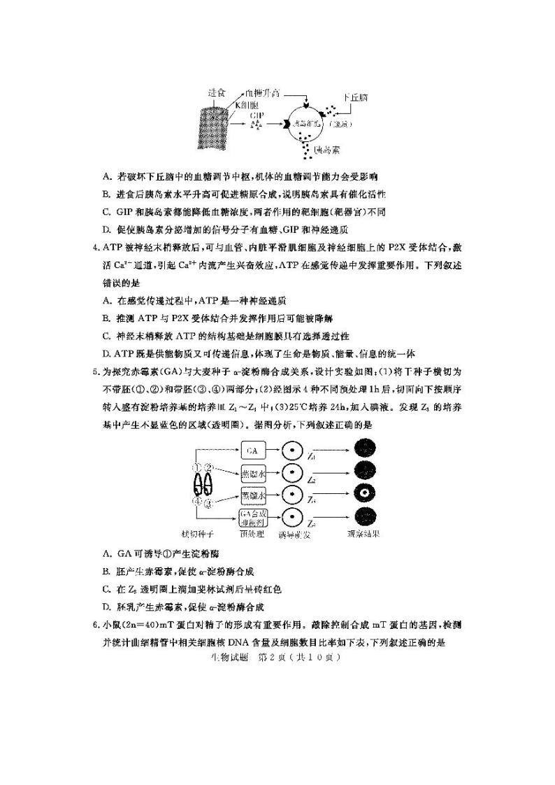 2021届山东省济宁市高三下学期3月模拟（一模）生物试题 PDF版02