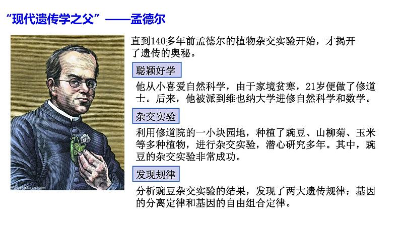 1.1-孟德尔的豌豆杂交实验(一)(课件精讲)第3页