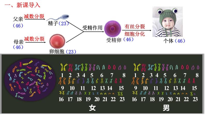 2.1 减数分裂和受精作用-2021-2022学年高一下学期生物同步考点精讲精练（人教版2019必修2）课件PPT04