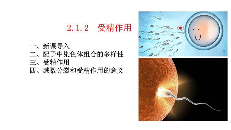 2.1 减数分裂和受精作用-2021-2022学年高一下学期生物同步考点精讲精练（人教版2019必修2）课件PPT01