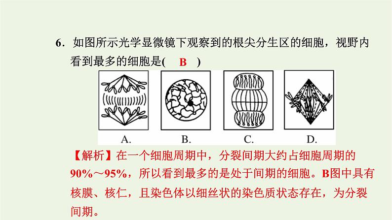 2021_2022学年新教材高中生物高效作业24细胞周期和植物细胞有丝分裂课件浙科版必修第一册第8页