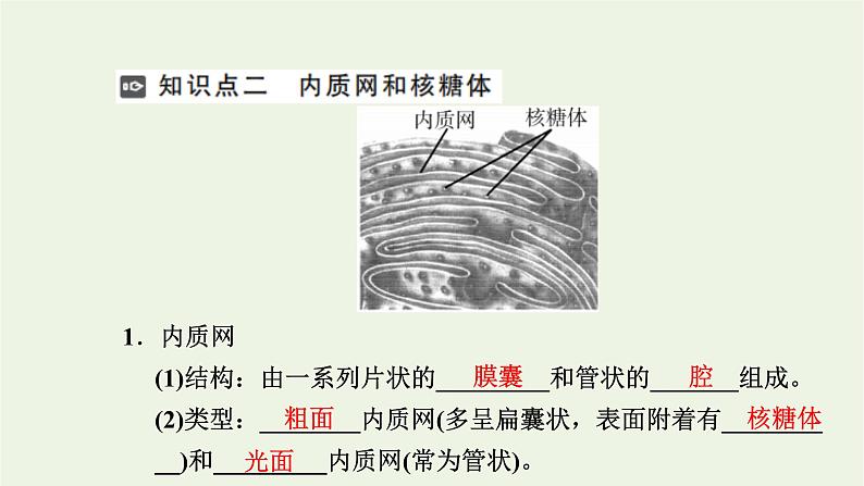 2021_2022学年新教材高中生物第二章细胞的结构第三节第1课时内质网核糖体高尔基体溶酶体线粒体和叶绿体课件浙科版必修第一册第4页