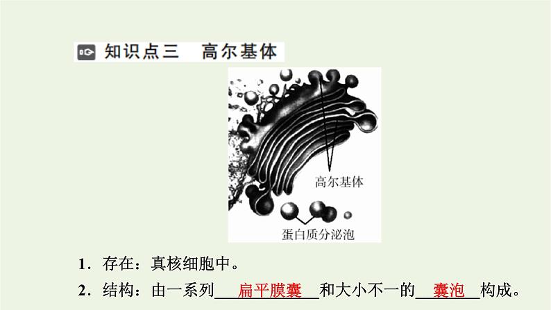 2021_2022学年新教材高中生物第二章细胞的结构第三节第1课时内质网核糖体高尔基体溶酶体线粒体和叶绿体课件浙科版必修第一册第8页