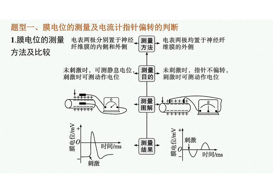 2023年老高考生物一輪復(fù)習(xí)微專題5　興奮傳導(dǎo)與傳遞的相關(guān)實驗探究第2頁