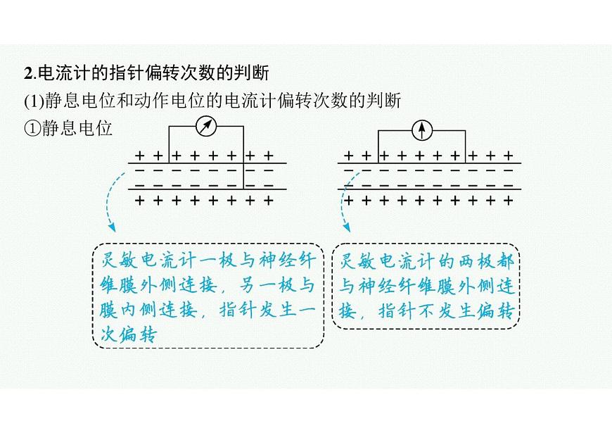 2023年老高考生物一輪復(fù)習(xí)微專題5　興奮傳導(dǎo)與傳遞的相關(guān)實驗探究第3頁