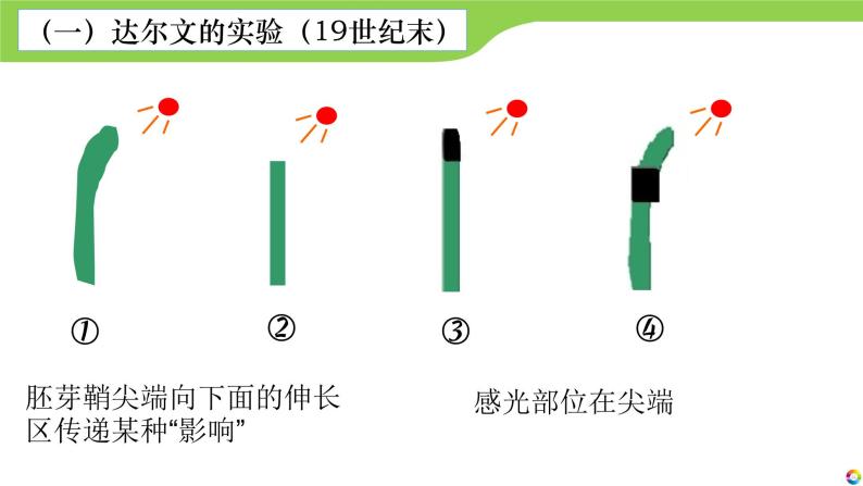 《植物生长素的发现过程》课件PPT07