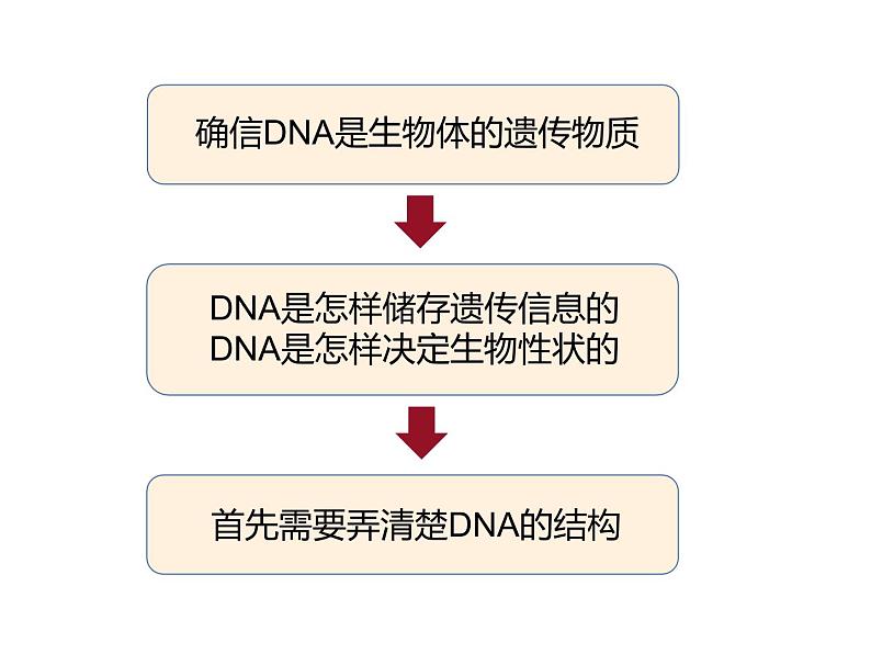人教版(2019)高二生物必修2-3.2DNA结构课件PPT第3页