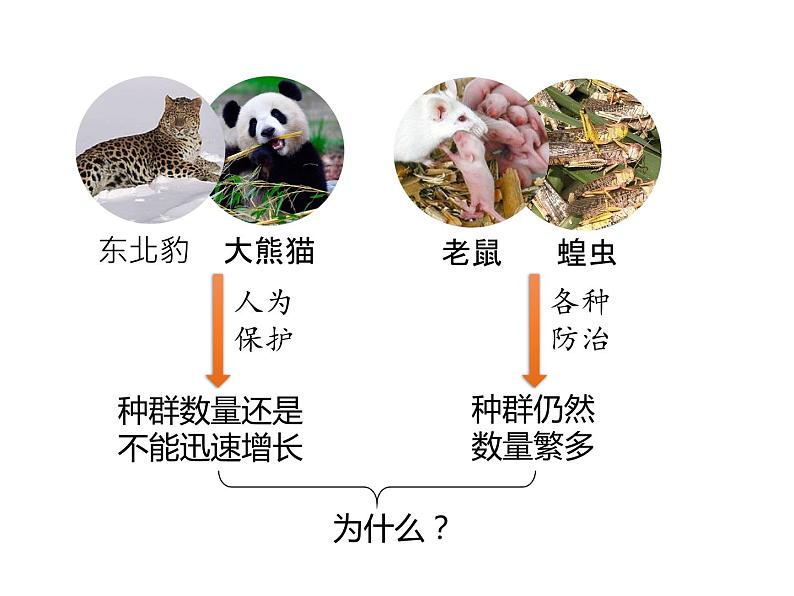 人教版(2019)高二生物选择性必修2-1.1种群数量特征-2课件PPT第3页